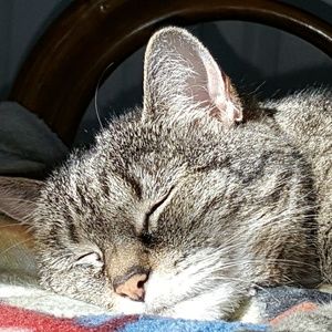 Meet your Posher, Susan